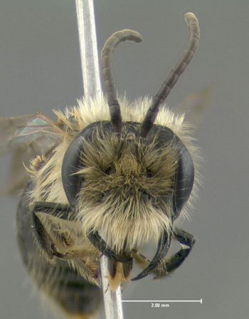 Media type: image;   Entomology 609504 Aspect: head frontal view